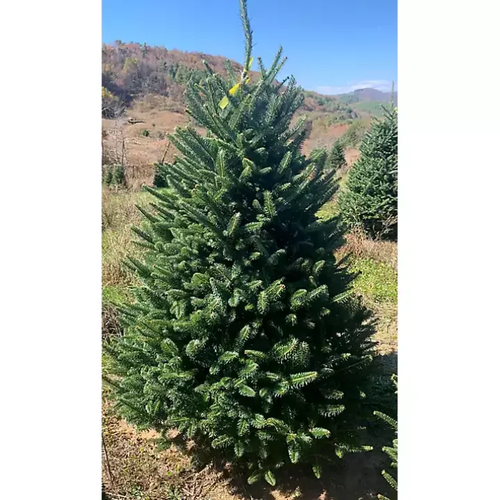 7 ft. Fresh Cut Fraser Fir Christmas Tree