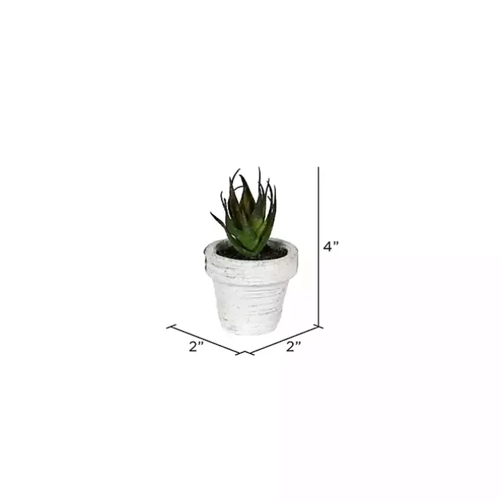 Assorted Potted Succulent Arrangements, Set of 6