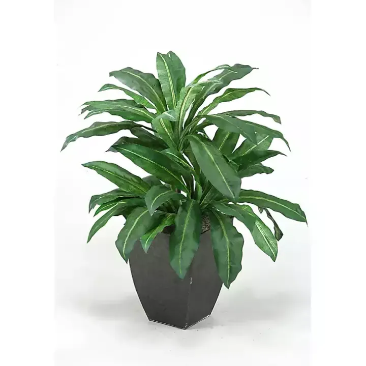 Birdnest Palm Tree in Black Planter