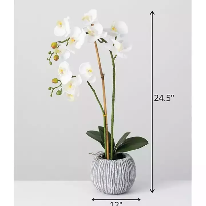 Blooming White Orchid Potted Floral Arrangement