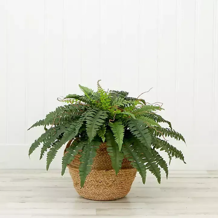 Boston Fern Arrangement in Brown Basket DIY Kit