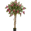 Bougainvillea Tree, 5.5 ft.