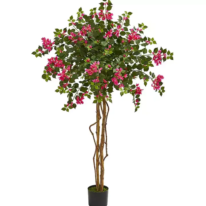 Bougainvillea Tree, 5.5 ft.