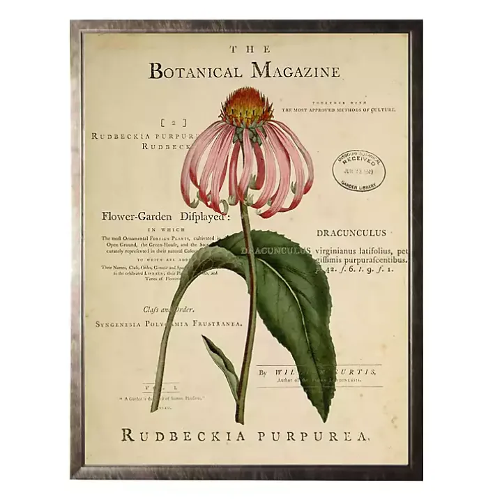 Coneflower Botanical Magazine Framed Art Print