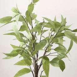 Eucalyptus Tree in Stripped Pot