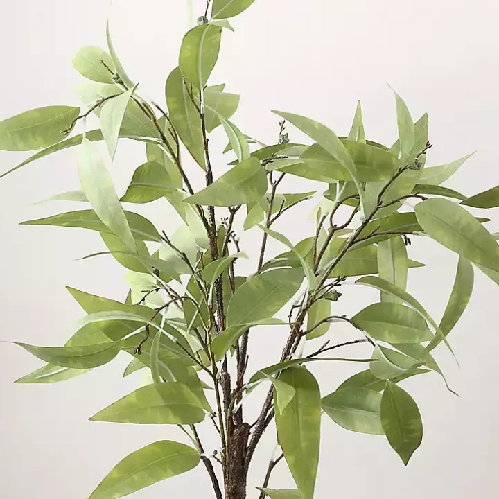 Eucalyptus Tree in Stripped Pot