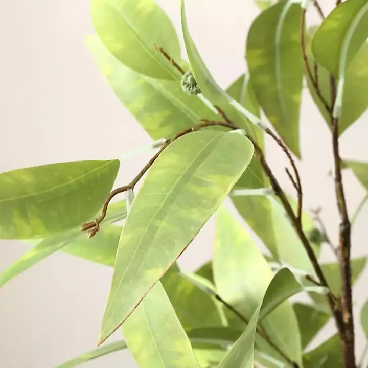 Eucalyptus Tree in Stripped Pot