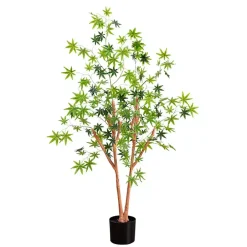 Green Maple Tree in Black Planter
