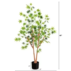 Green Maple Tree in Black Planter