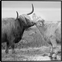Highland Courting Framed Canvas Art Print