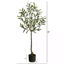 Italian Olive Tree in Black Nursery Planter, 4 ft.