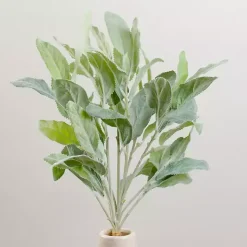 Lamb's Ear Bundles, Set of 2