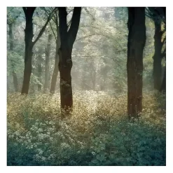 Morning in the Forest Giclee Canvas Art Print