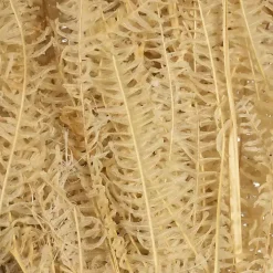Natural Bleached Andares Fern Stems, Set of 9