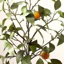 Orange Tree in White Pot