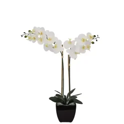Orchid Arrangement in Black Pot