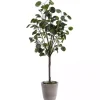 Polyscias Fruiticosa in White Pot