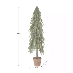 Potted Soft Touch Norfolk Pine Tree, 48 in.