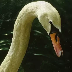 Royal Swan Framed Canvas Art Print