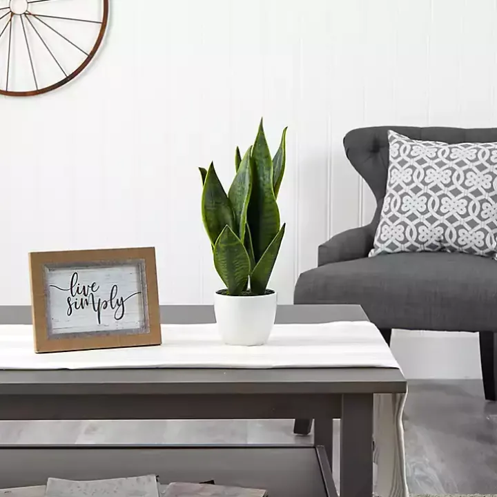 Sansevieria Arrangement in White Planter