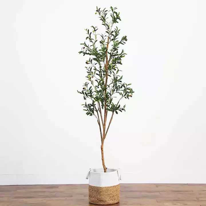 Slim Olive Tree in Woven Planter, 7 ft.