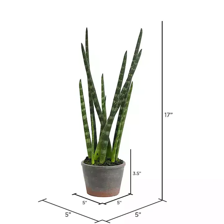 Tiger Tail Succulent in Distressed Planter