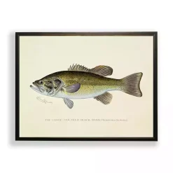 Vintage Large Mouthed Bass Framed Art Print